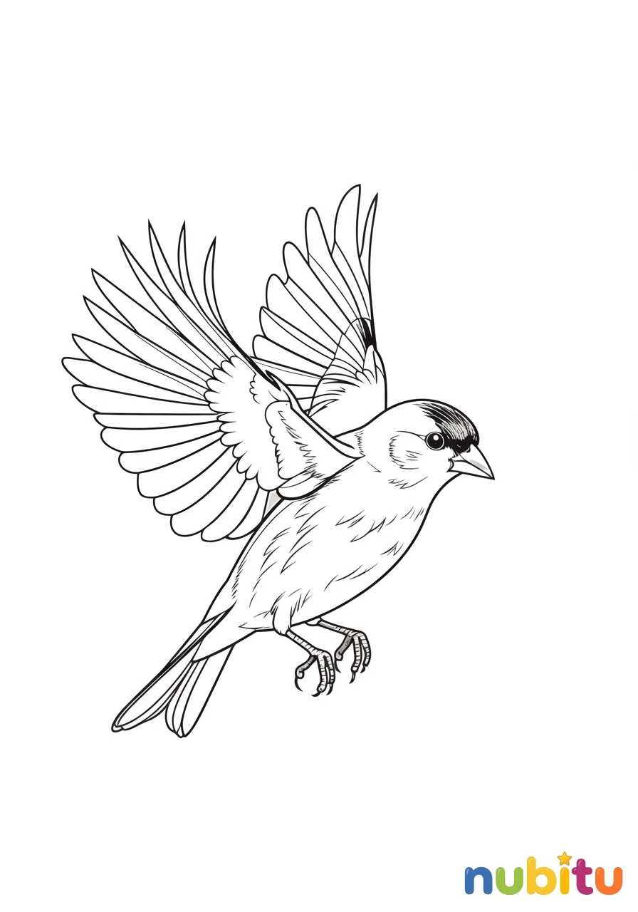 Dibujo